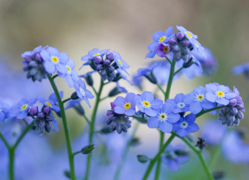 勿忘??1.jpg 勿忘??1.jpg