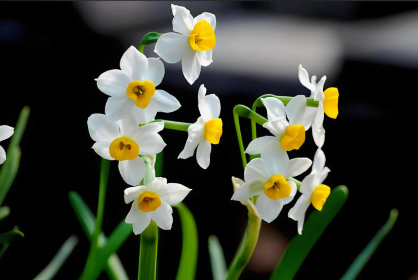 水仙11.jpg